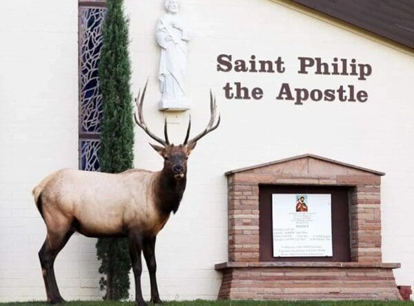A deer standing in front of the entrance to st. Philip 's church